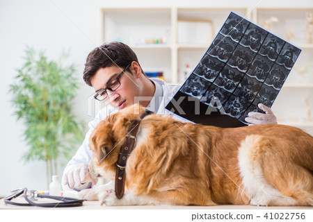 Doctor examining golden retriever dog in vet clinic 41022756