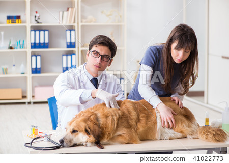 Doctor and assistant checking up golden retriever dog in vet cli Doctor and assistant checking up golden retriever dog in vet cli 41022773