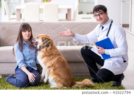 Vet doctor visiting golden retriever dog at home 41022794