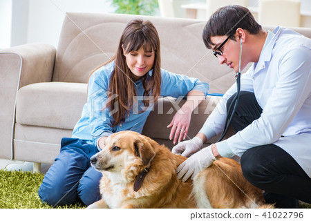 Vet doctor visiting golden retriever dog at home 41022796