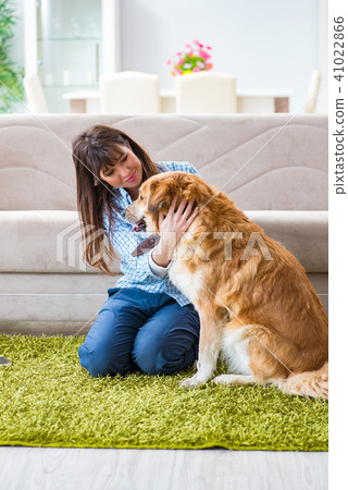 Happy woman dog owner at home with golden retriever 41022866