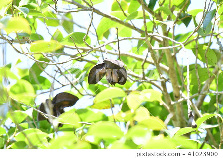 Camellia seeds 41023900