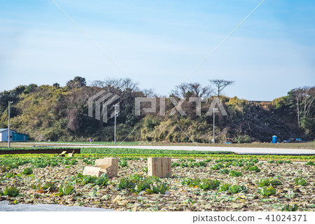 [Miura cabbage field] 41024371