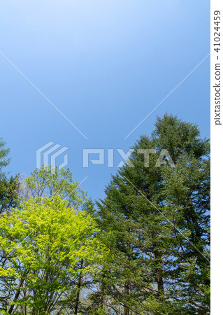 Fresh green of the forest Fresh green of the forest 41024459