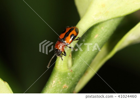 I eat living things insects echinodopsis dumasi, fungi. It seems that you can find it in a field with vegetable scraps etc. I eat living things insects echinodopsis dumasi, fungi. It seems that you can find it in a field with vegetable scraps etc. 41024460