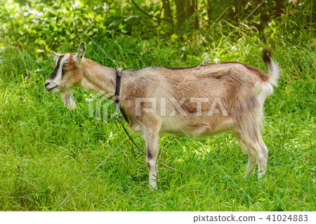 Billy Goat 41024883