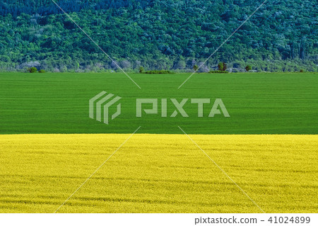 Barley and Rapeseed Field 41024899