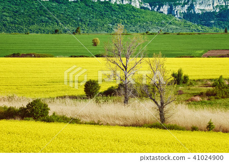 Bare Trees in the Field Bare Trees in the Field 41024900