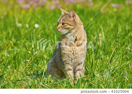 Outbred Cat 41025004