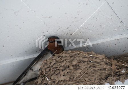 Swallows protect nests Swallows protect nests 41025077