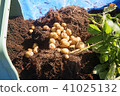 家庭菜園庭院土豆收穫 41025132