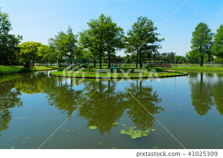 Landscape that reflects young leaves, fresh green and water surface of Misato Park Landscape that reflects young leaves, fresh green and water surface of Misato Park 41025309