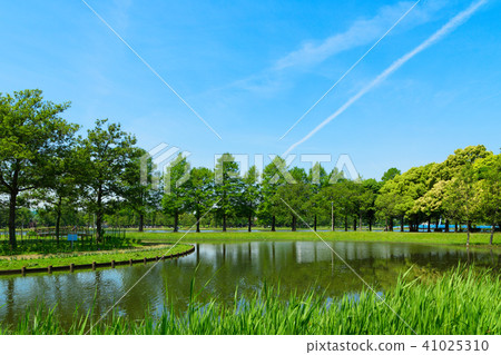 Landscape that reflects young leaves, fresh green and water surface of Misato Park 41025310