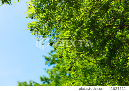Young leaves and fresh green of larkfish at the waterfront of Misato Park 41025311