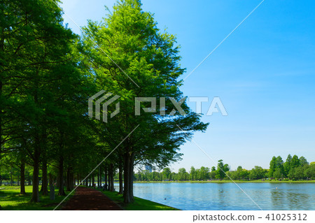 武藏野公園的lakusho的幼葉，新鮮的綠色和景觀反映在水面上 41025312