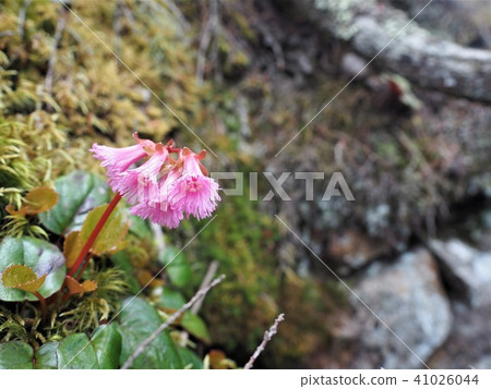I am looking forward to the early summer mountains 1 41026044