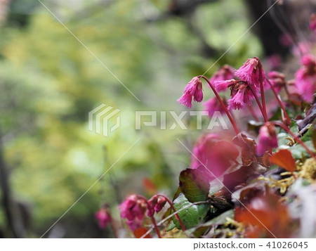 I am looking forward to the mountain in early summer 2 I am looking forward to the mountain in early summer 2 41026045