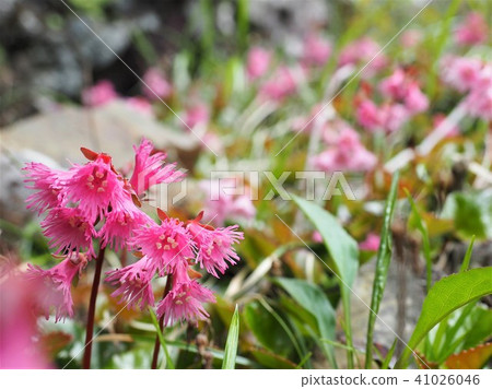 Looking forward to the mountain in early summer 3 41026046