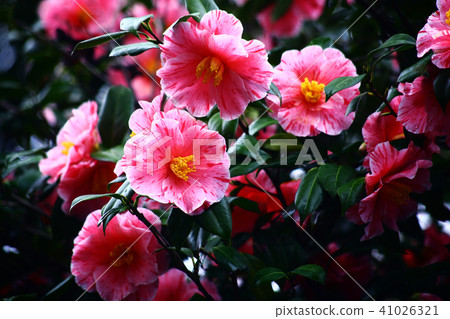 蘭迪開花脫落山茶花 41026321