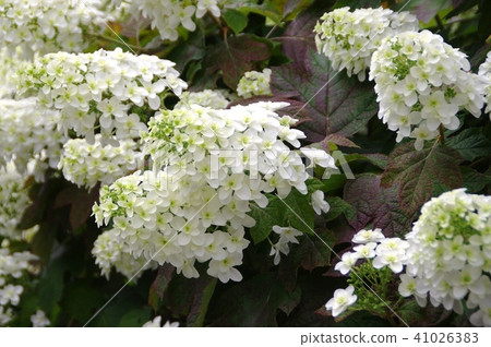 Kashiwaba hydrangea Kashiwaba hydrangea 41026383