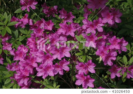 道樹杜鵑花 41026450