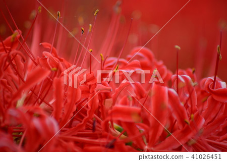 群集孤挺花 41026451