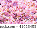 Cherry Blossoms	 41026453