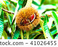 Chestnut  41026455