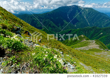 南阿爾卑斯山的高山植物·Kita dake ridgeline和Senjogake 41027339