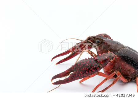 Edible crayfish (before cooking): uncooked crayfish Edible crayfish (before cooking): uncooked crayfish 41027349