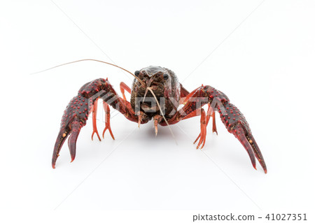 Edible crayfish (before cooking): uncooked crayfish Edible crayfish (before cooking): uncooked crayfish 41027351