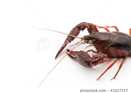 Edible crayfish (before cooking): uncooked crayfish Edible crayfish (before cooking): uncooked crayfish 41027357