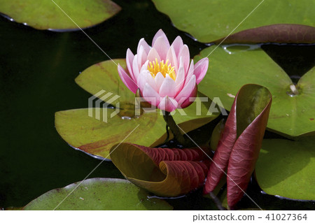 Pink lily water 41027364