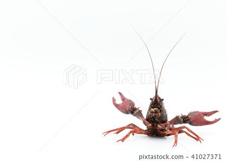 Edible crayfish (before cooking): uncooked crayfish Edible crayfish (before cooking): uncooked crayfish 41027371