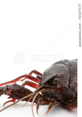 Edible crayfish (before cooking): uncooked crayfish Edible crayfish (before cooking): uncooked crayfish 41027377