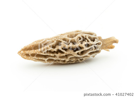 Amigasatake: morel mushroom 41027402