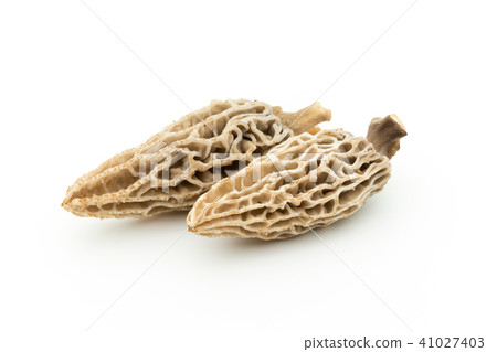 Amigasatake: morel mushroom 41027403