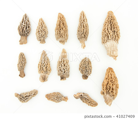 Amigasatake: morel mushroom 41027409