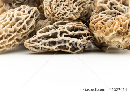 Amigasatake: morel mushroom 41027414
