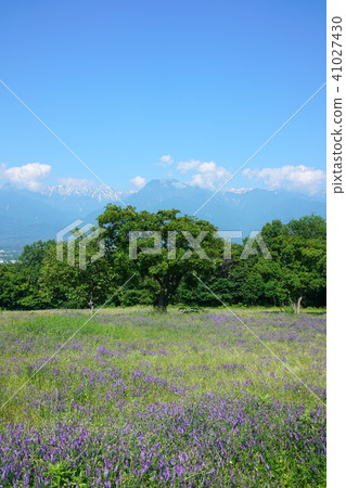 草原北阿爾卑斯山回到了田野 草原北阿爾卑斯山回到了田野 41027430