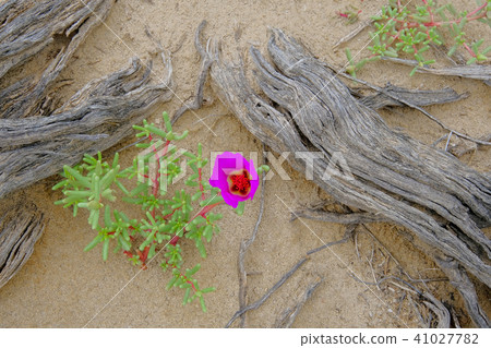 Pink flower blooming in the Atacama Desert, Argentina Pink flower blooming in the Atacama Desert, Argentina 41027782