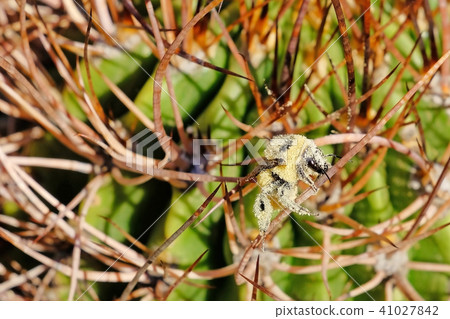 A bee, completely covered with yellow pollen, sitting on the thorns of a cactus, Argentina A bee, completely covered with yellow pollen, sitting on the thorns of a cactus, Argentina 41027842