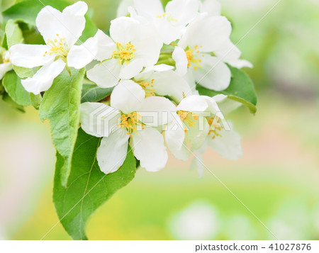 玫瑰家庭的逗人喜愛的廢棄物花 玫瑰家庭的逗人喜愛的廢棄物花 41027876