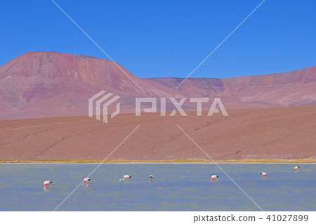 Andean Flamingos, phoenicoparrus andinus, feeding at Laguna Brava near Paso Pircas Negras, Argentina 41027899