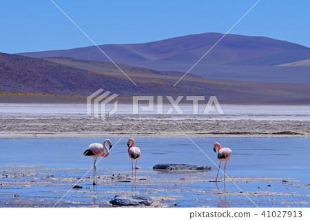 Andean Flamingos, phoenicoparrus andinus, feeding at Laguna De Mulas Muertas near Paso Pircas Negras 41027913