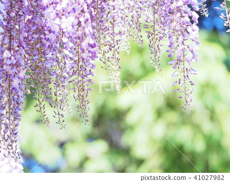 Beautiful wisteria flower 41027982