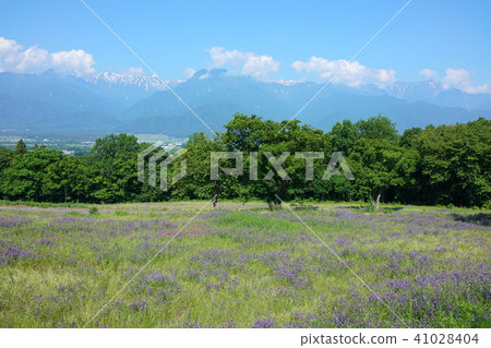草原北阿爾卑斯山回到了田野 草原北阿爾卑斯山回到了田野 41028404