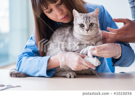Cat being examining in vet clinic Cat being examining in vet clinic 41028856