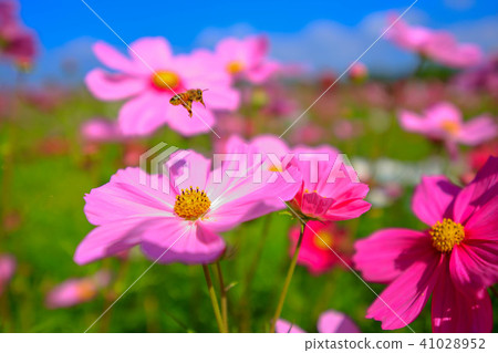 Cosmos of the blue sky Cosmos of the blue sky 41028952