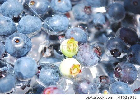 藍莓 藍莓 41028983